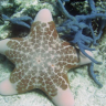 PuffyBrownStarfish
