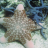 PuffyBrownStarfish
